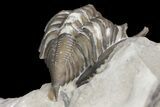 Rare, Enrolled Encrinurus Deomenos Trilobite - Quebec #164443-5